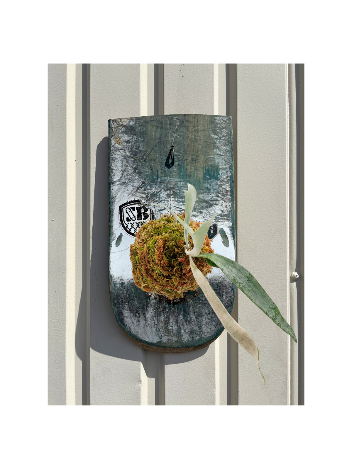 GRAPHIC DECK 01 / Platycerium veitchii
