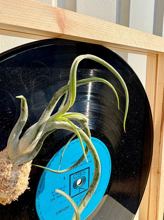 Tillandsia in LP size frame - 2