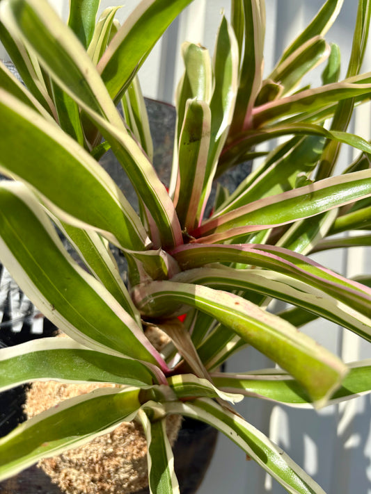 Neoregelia Fireball
