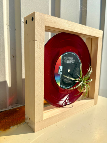 Tillandsia in EP size frame -1