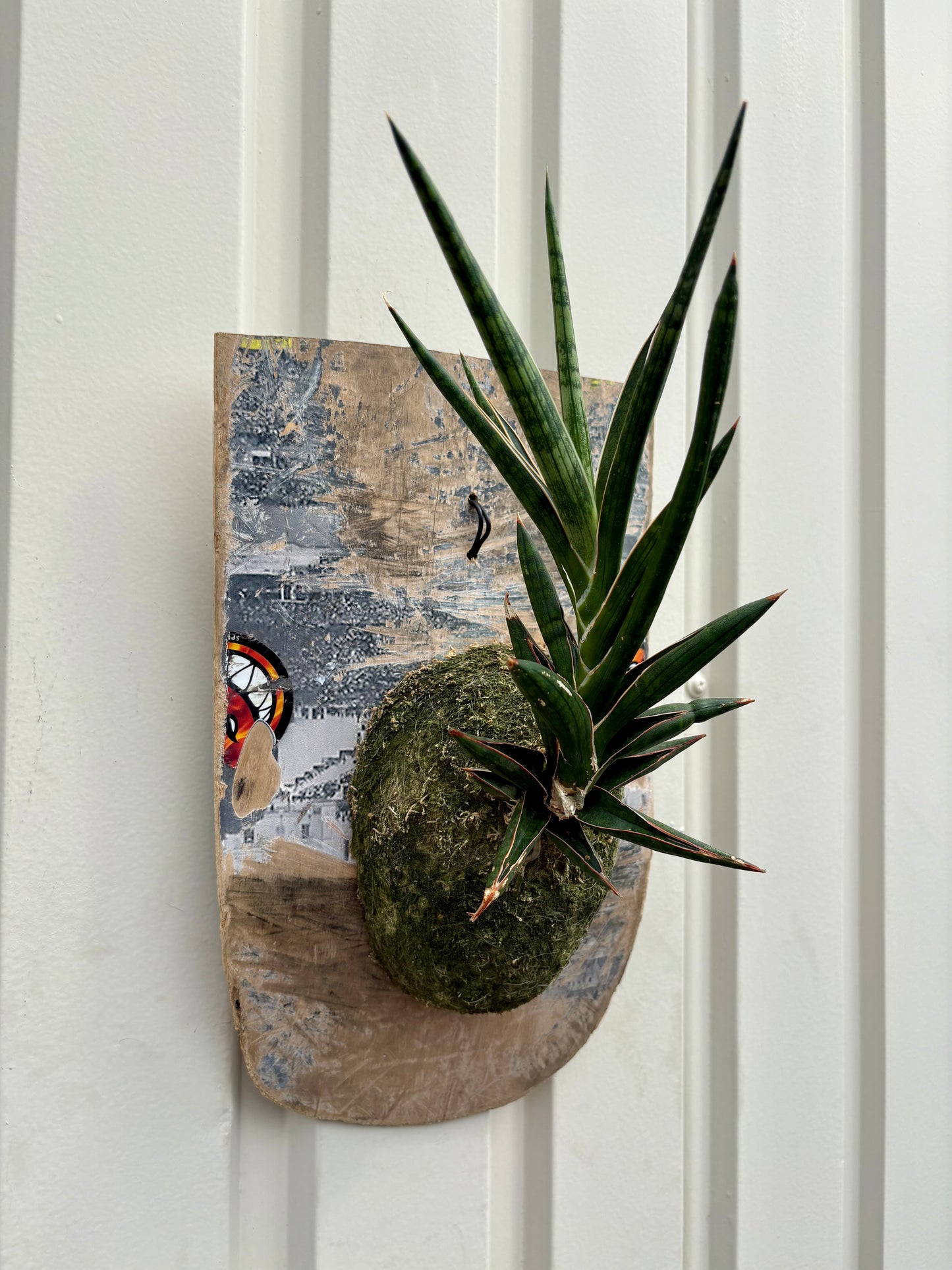 ITAZUKE / Sansevieria Kenia