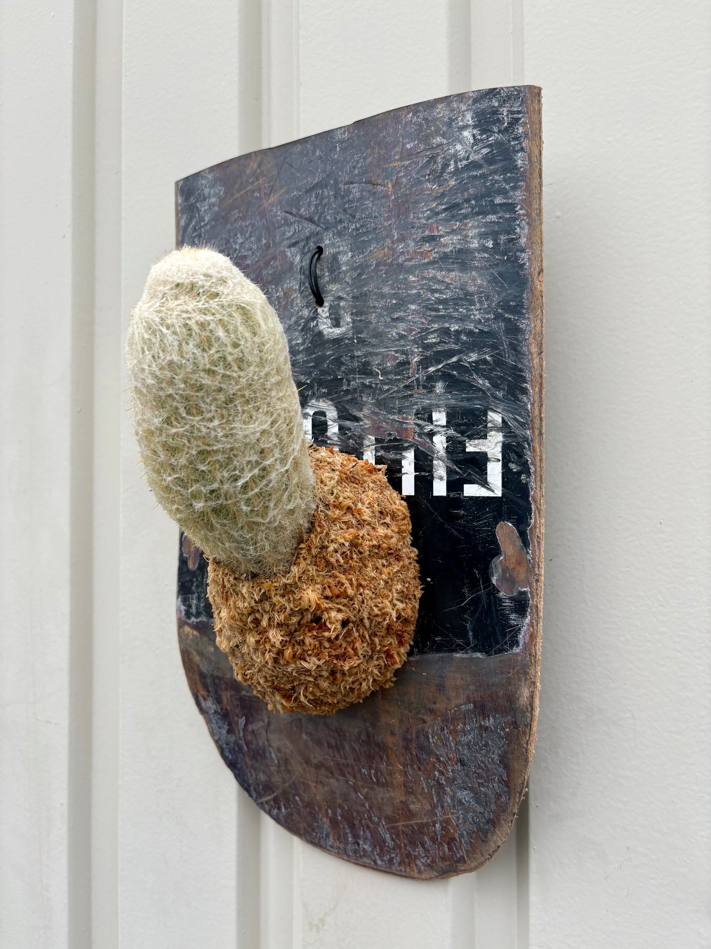 Pseudoespostoa melanostele