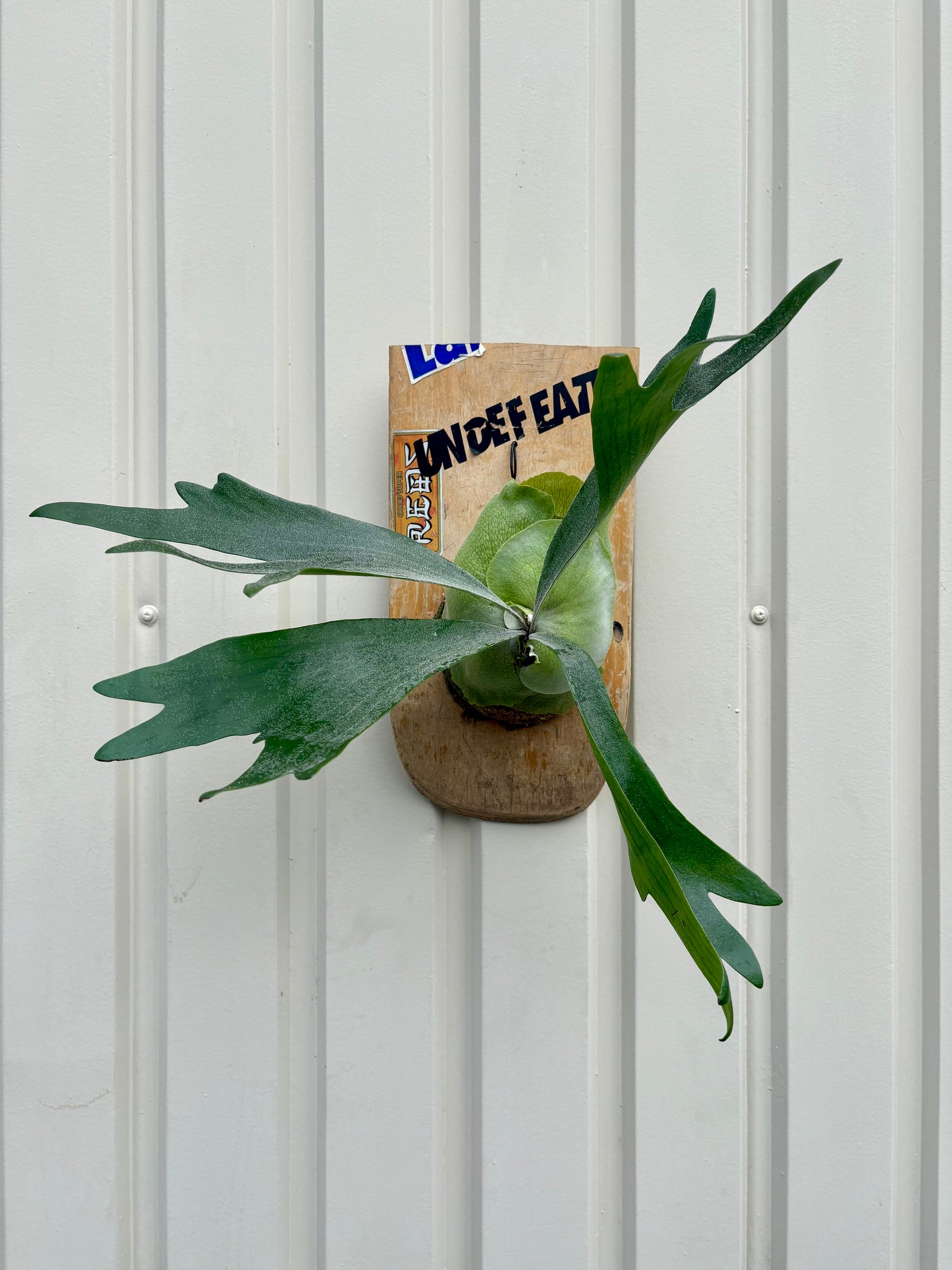 ITAZUKE / Platycerium sp.
