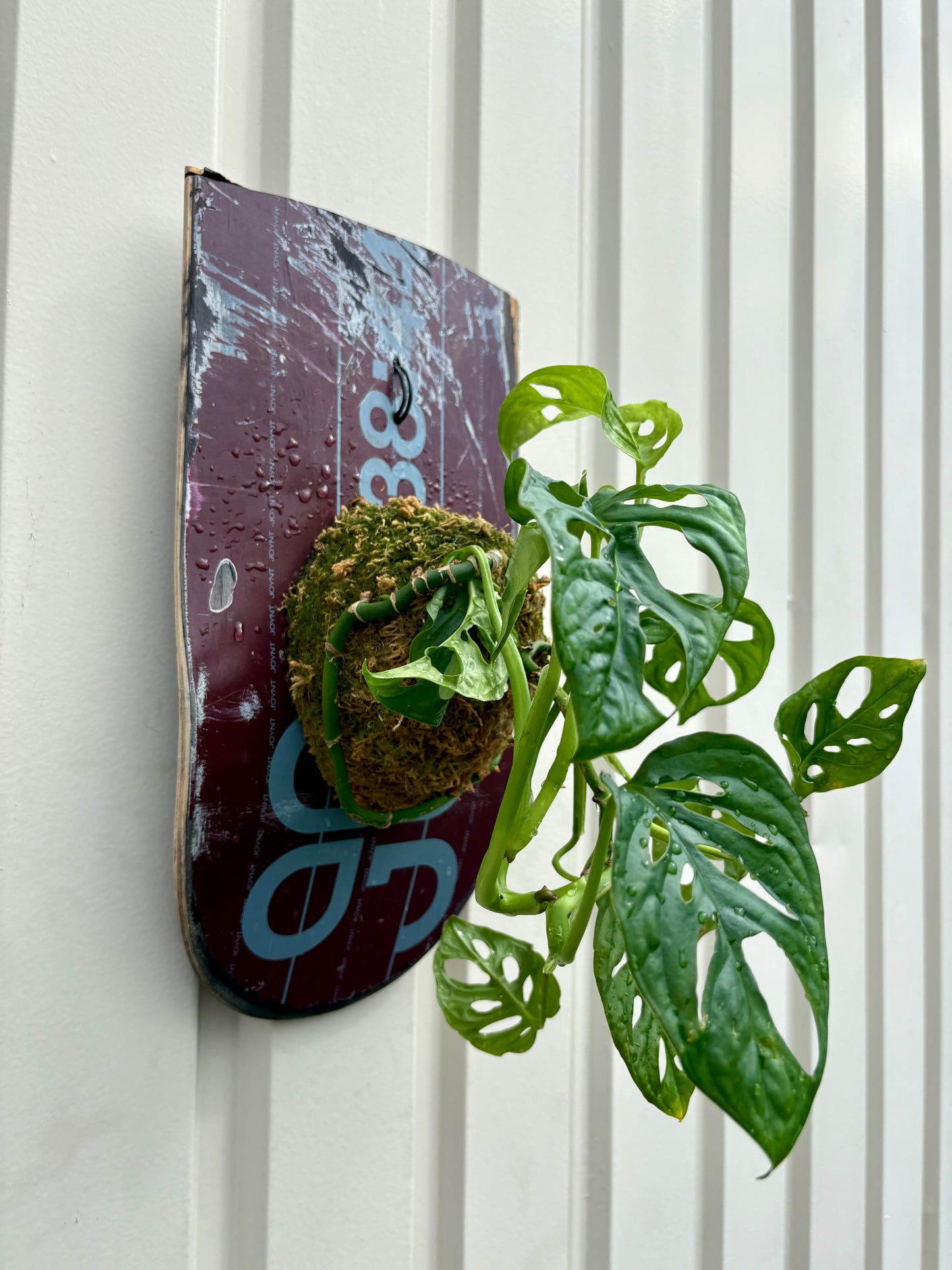 ITAZUKE / Monstera Friedrichsthalii