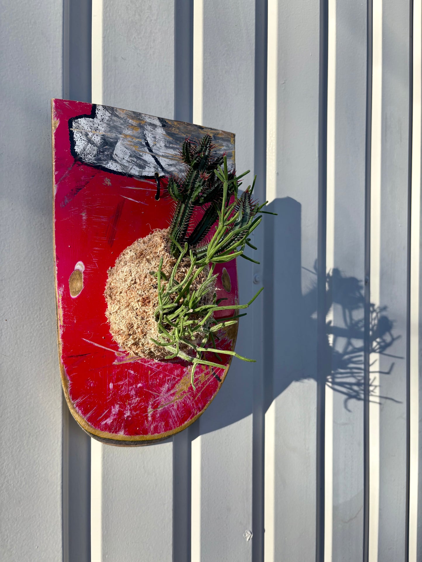 Euphorbia enopla x Rhipsalis baccifera