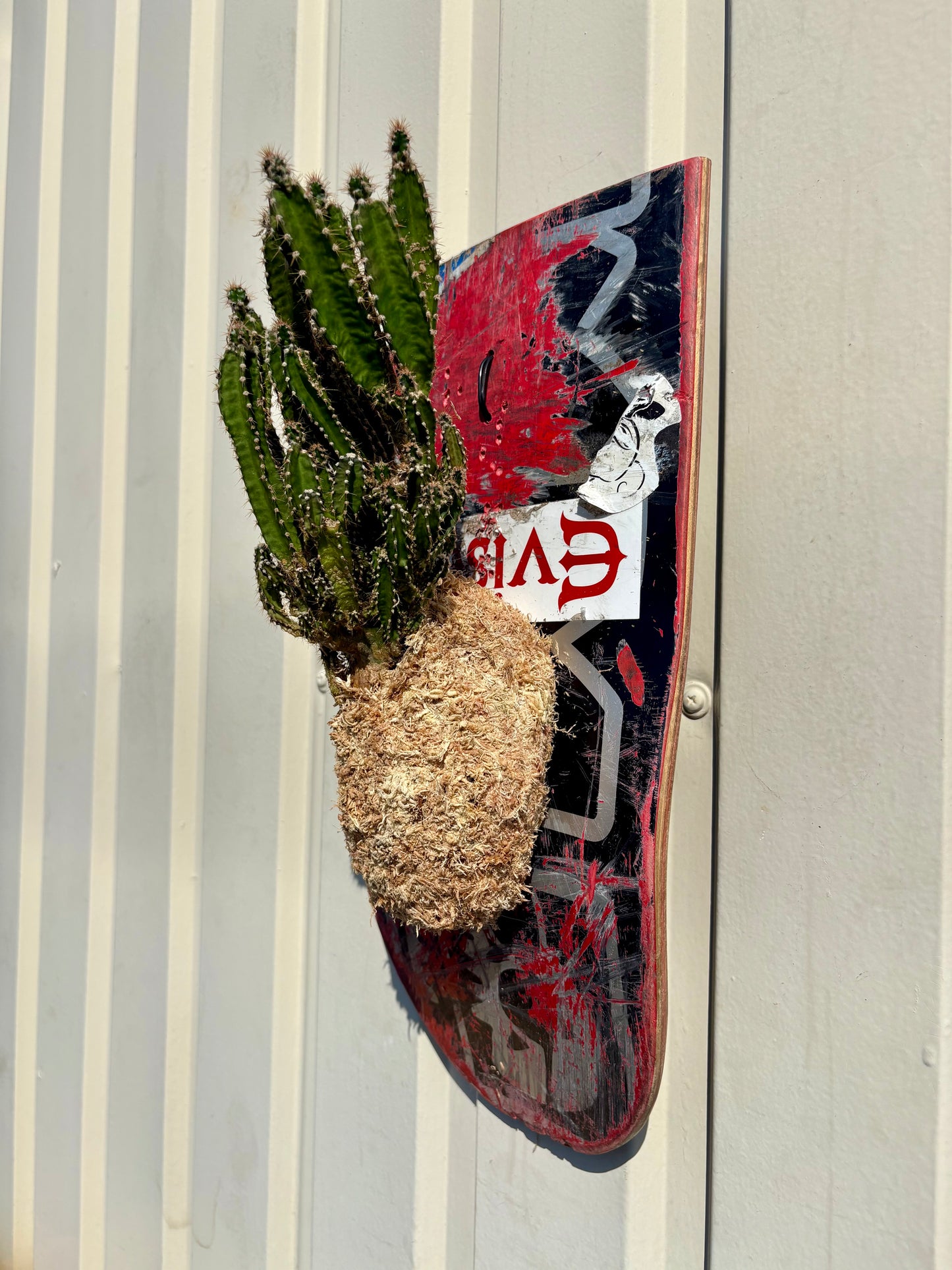 Cereus repandusを使用した壁掛け植物作品の質感
