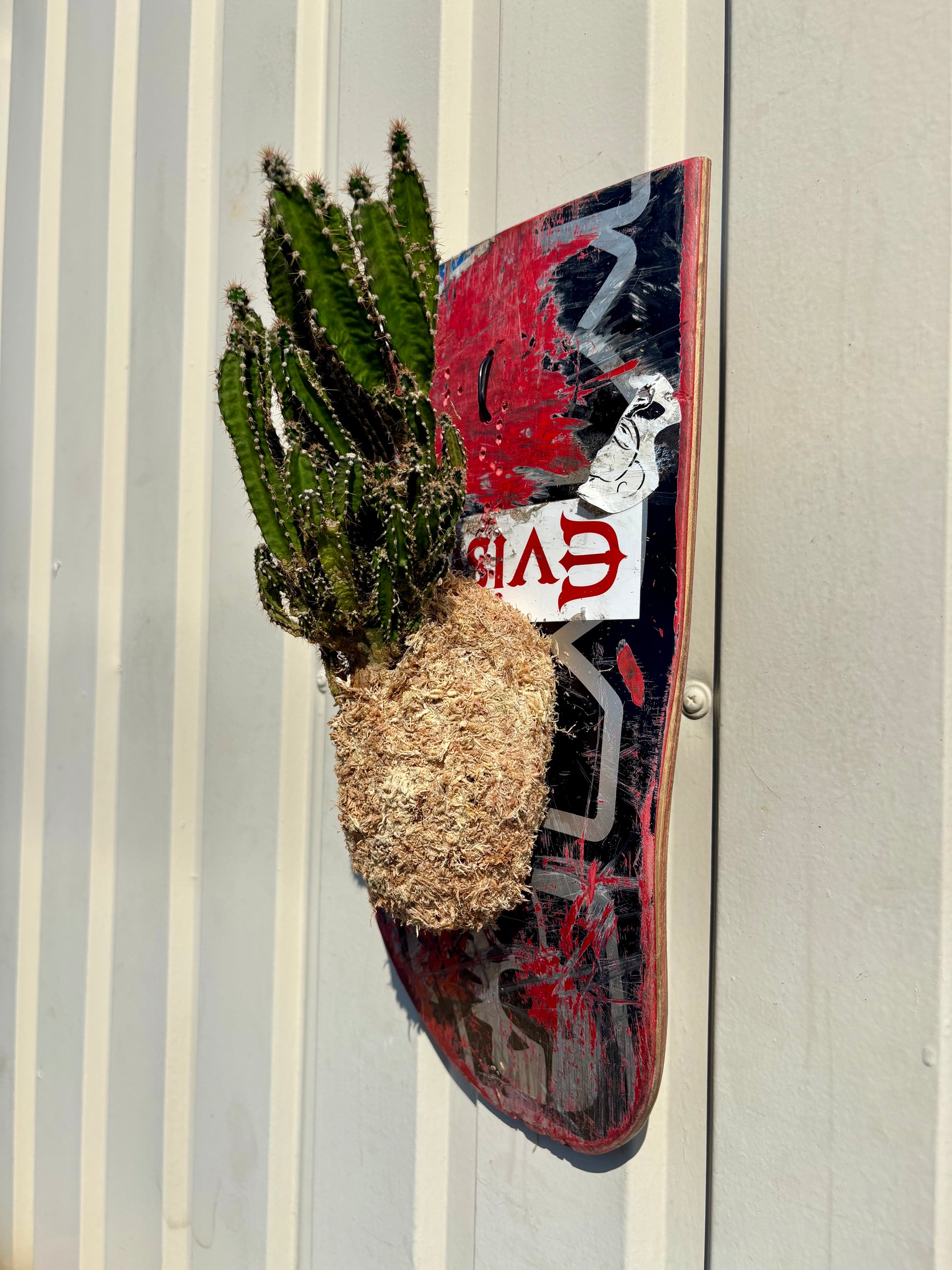 Cereus repandusを使用した壁掛け植物作品の質感