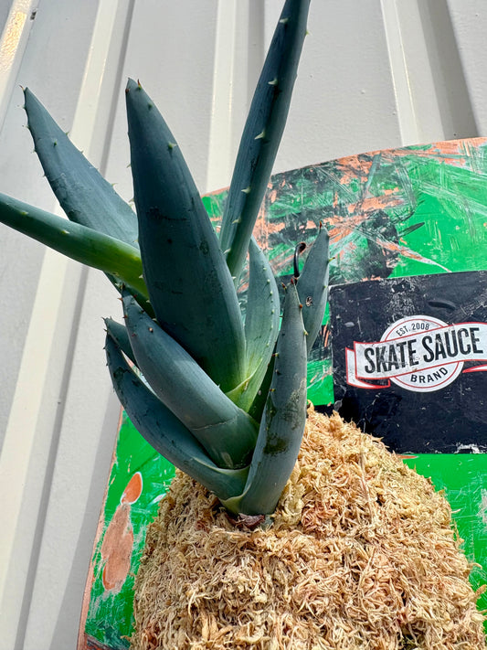 ITAZUKE / Aloe peglerae