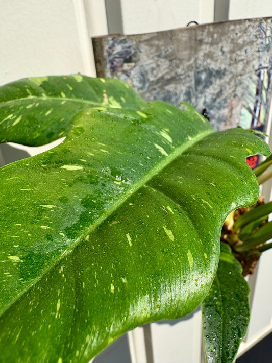 Philodendron Ring of Fire