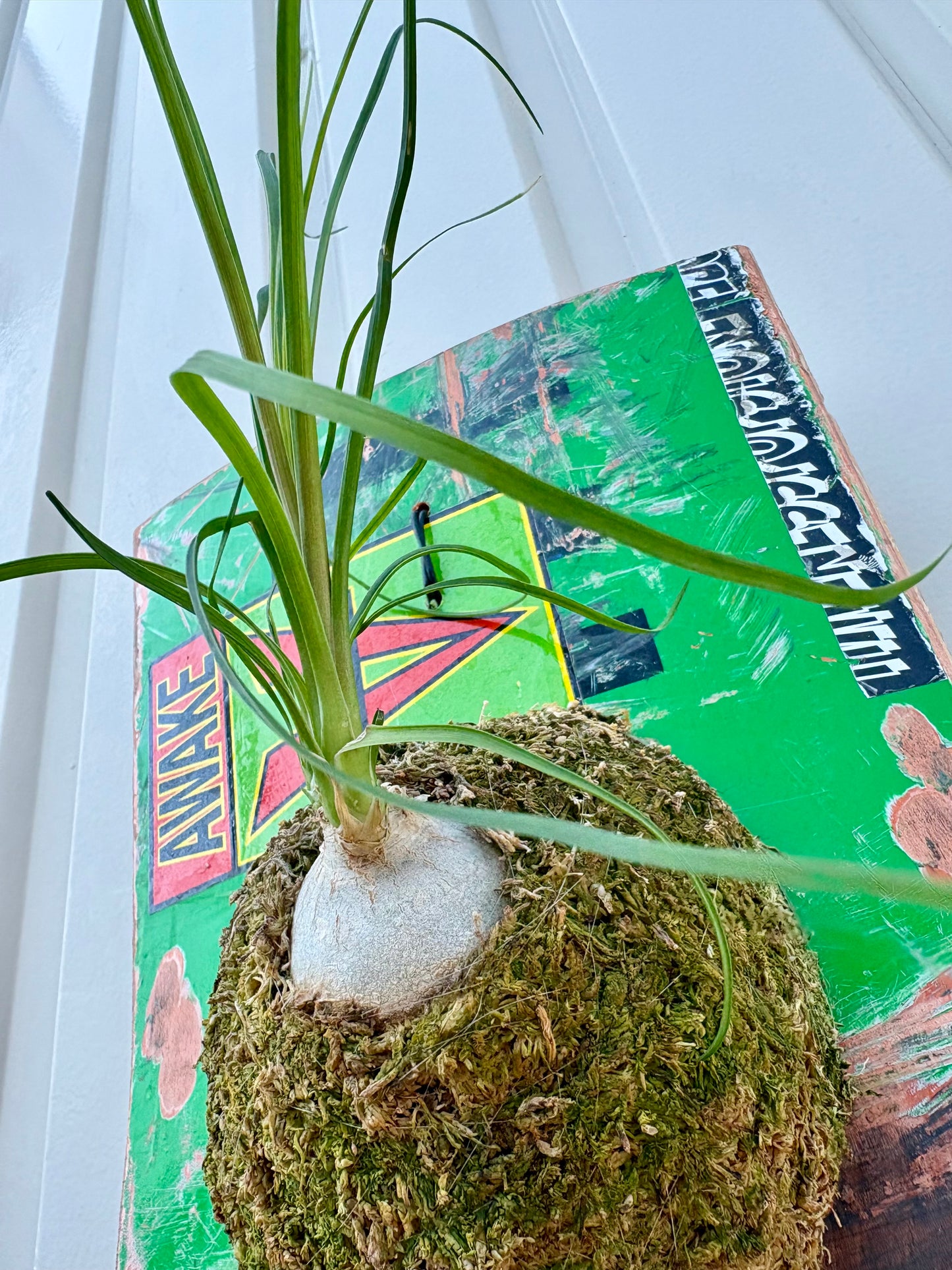 スケートデッキにトックリランを合わせた壁掛け作品 ITAZUKE Ponytail palm