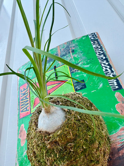 スケートデッキにトックリランを合わせた壁掛け作品 ITAZUKE Ponytail palm