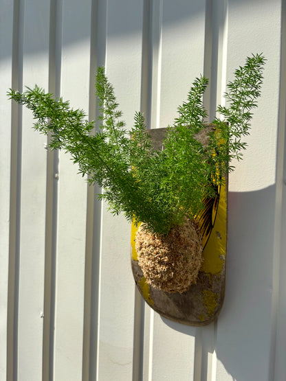 Asparagus setaceus Nanus