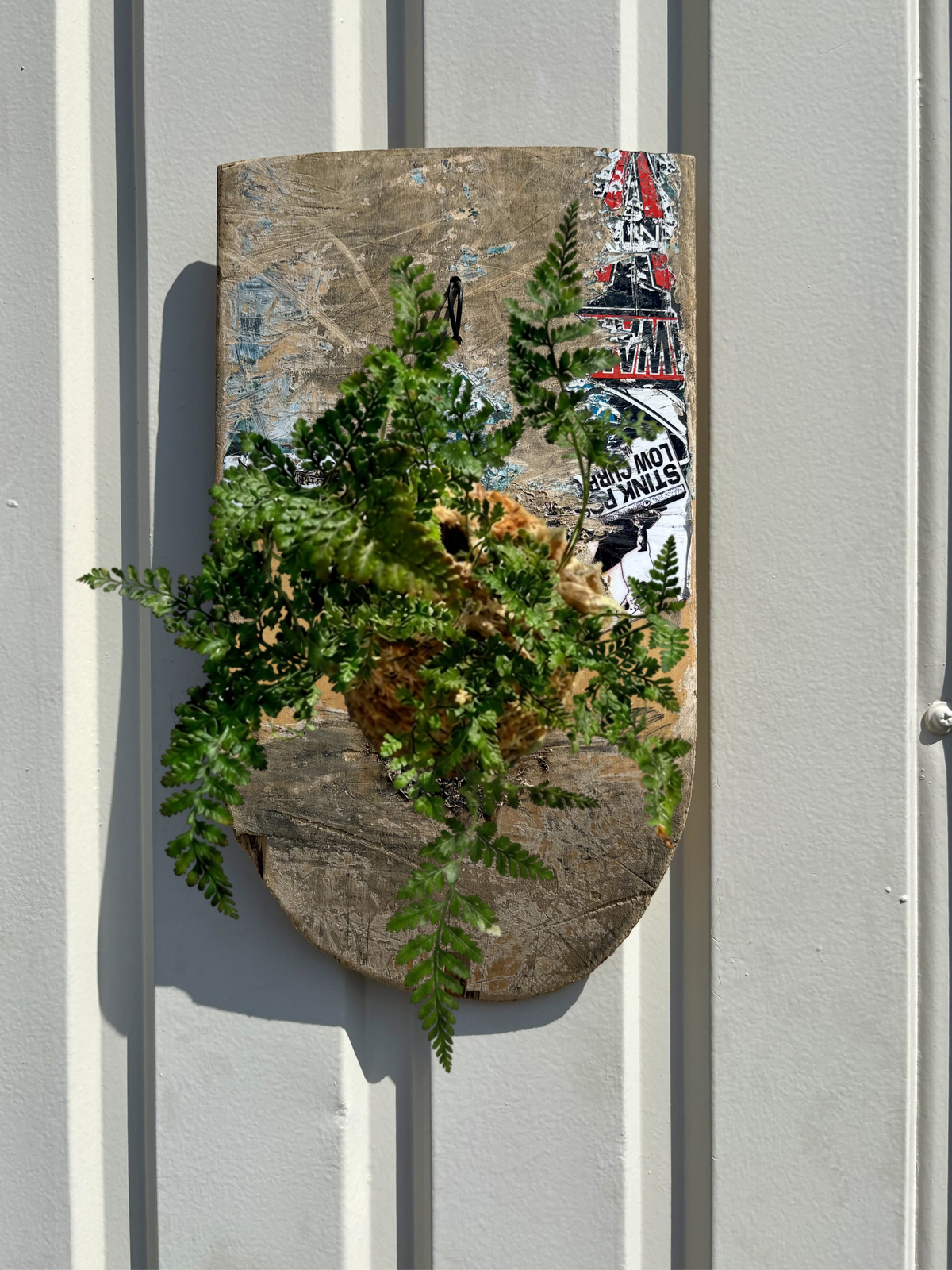 RAW DECK 01 / Humata tyermanii