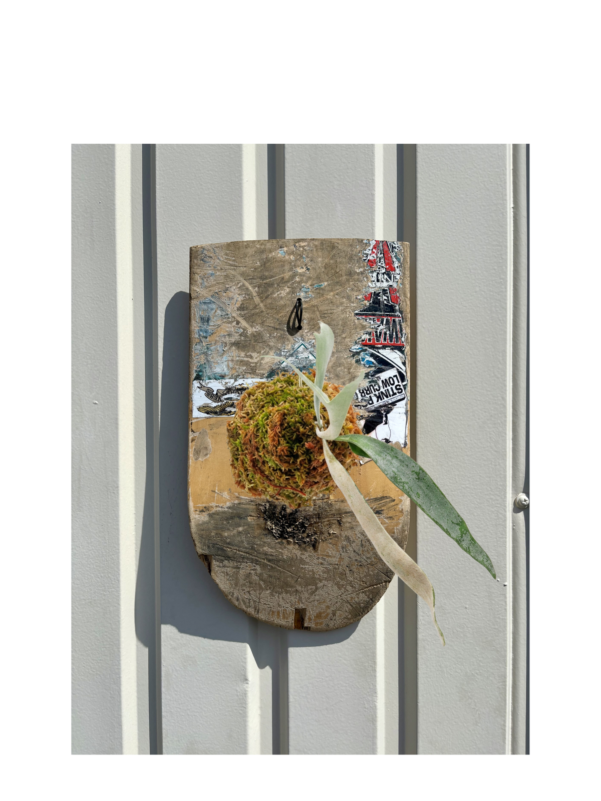 RAW DECK 01 / Platycerium veitchii