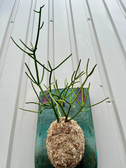Euphorbia tirucalli