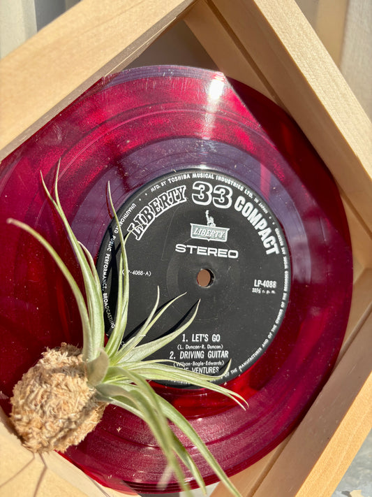 Tillandsia in EP size frame -3