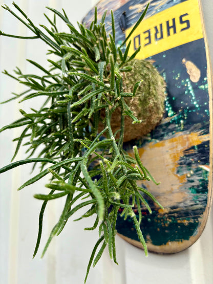 ITAZUKE / Rhipsalis prismatica