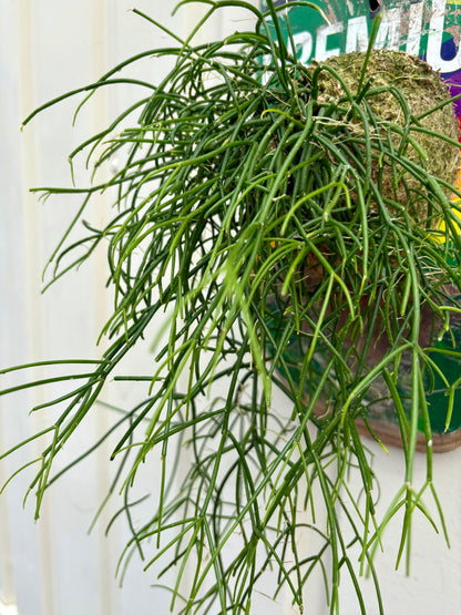 ITAZUKE / Rhipsalis cassutha