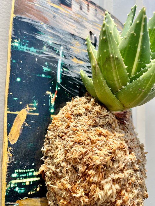 Aloe Nobilis f.Variegata