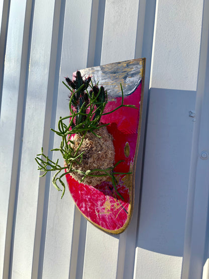 Euphorbia enopla x Rhipsalis baccifera