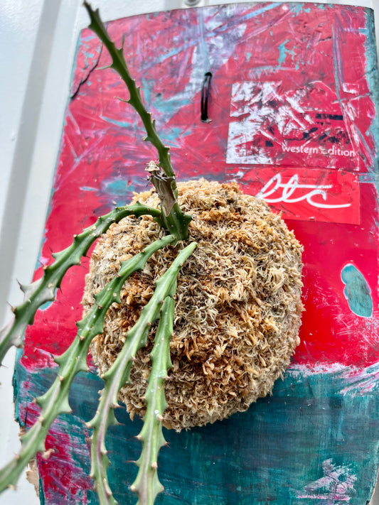 Euphorbia knuthii
