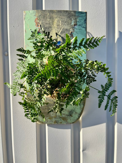 Humata tyermanii