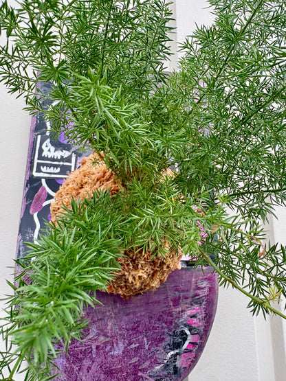 Asparagus setaceus Nanus