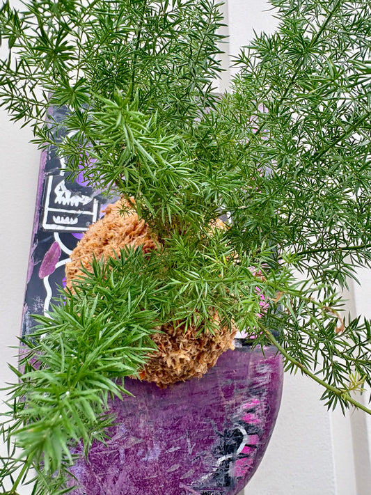 Asparagus setaceus Nanus