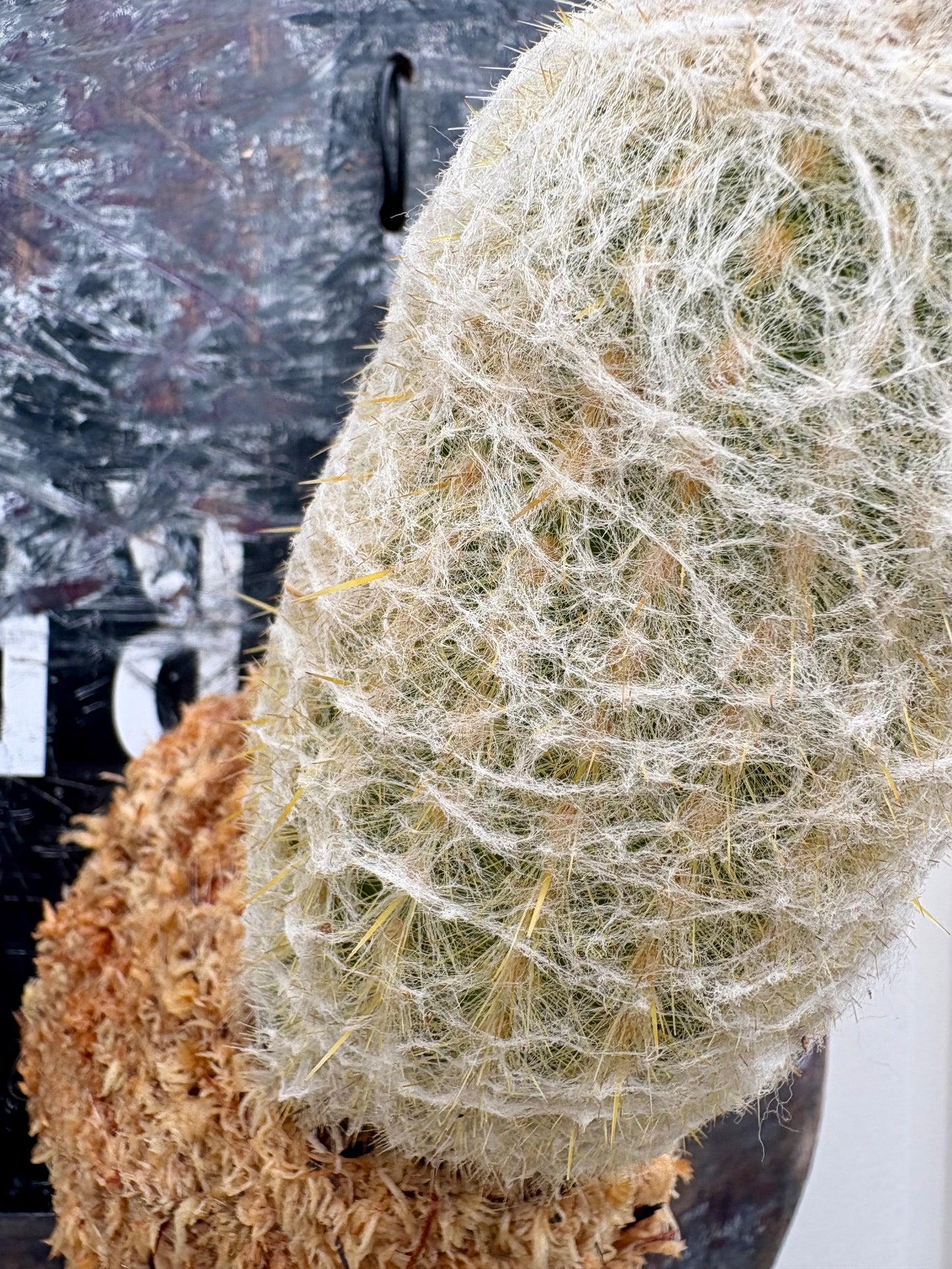 Pseudoespostoa melanostele