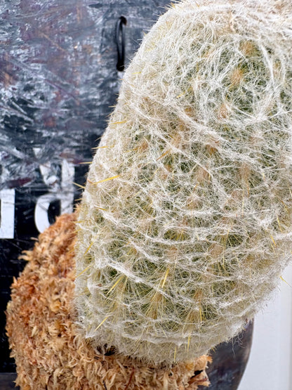 Pseudoespostoa melanostele