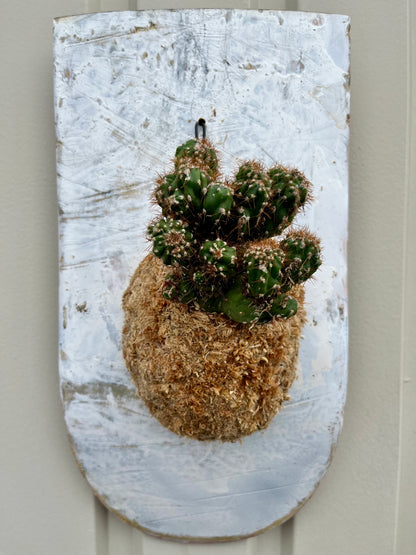 Cereus variabilis f. monst