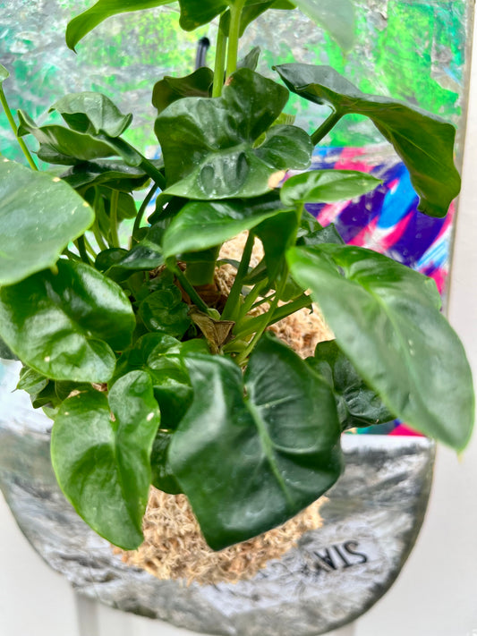 Philodendron selloum super atom