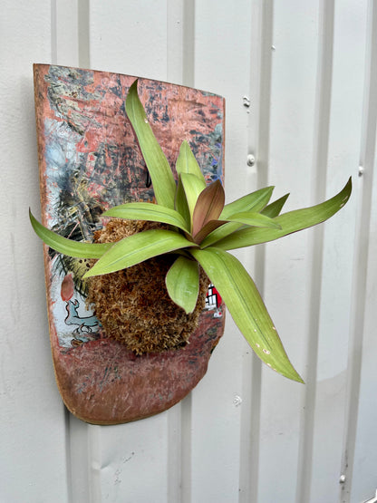 Tradescantia spathacea