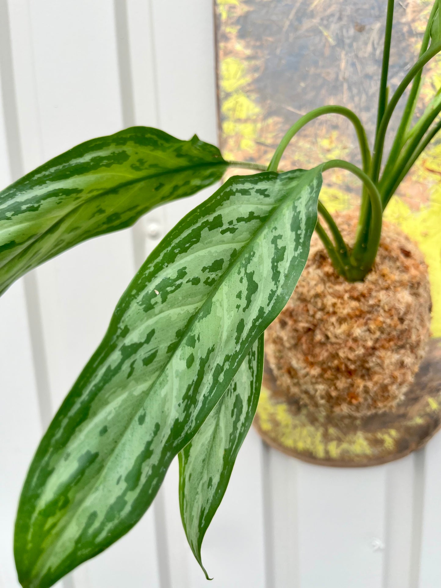 Aglaonema 'Silver Queen