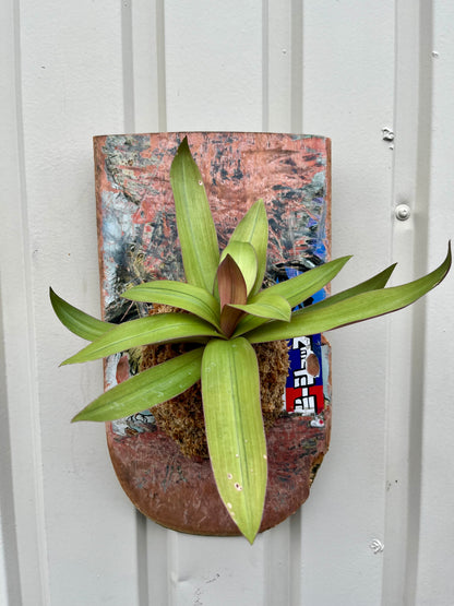 Tradescantia spathacea