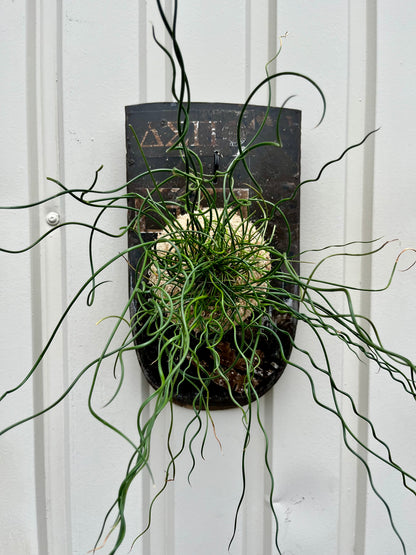 Juncus effusus Spiralis