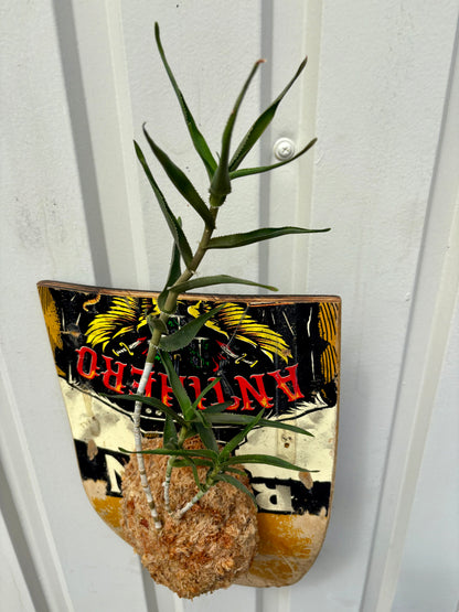 Aloe tenuior