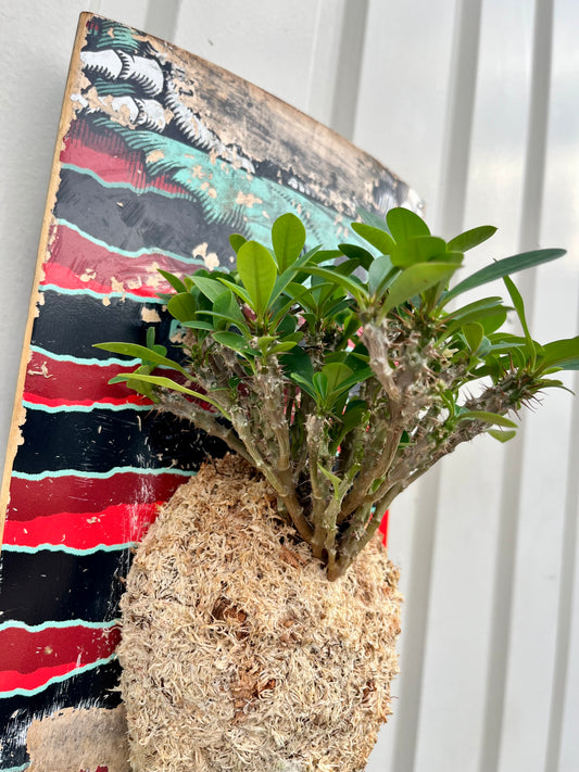 Euphorbia milii