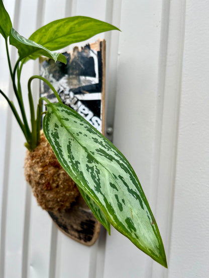 Aglaonema 'Silver Queen