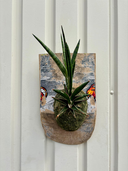 ITAZUKE / Sansevieria Kenia