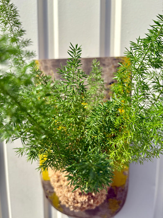 Asparagus setaceus Nanus