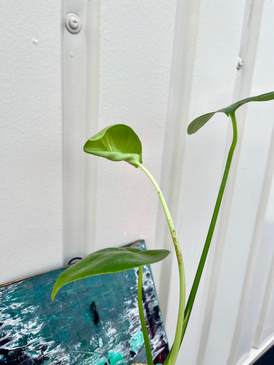 Monstera deliciosa