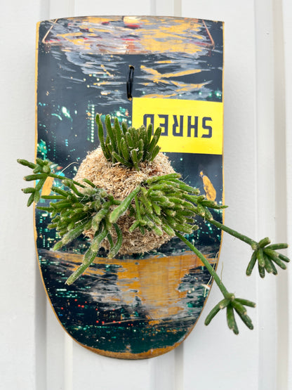 Rhipsalis prismatica