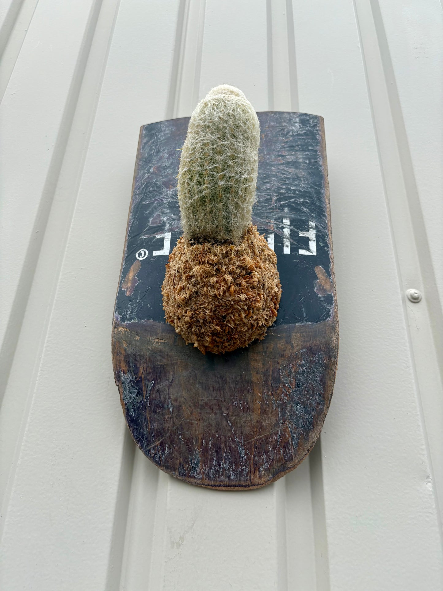 Pseudoespostoa melanostele