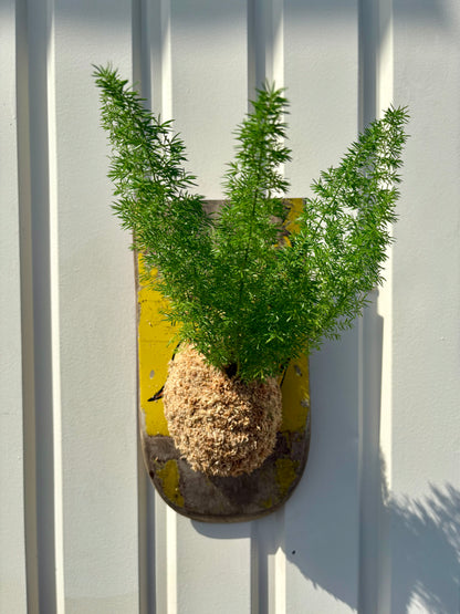 Asparagus setaceus Nanus