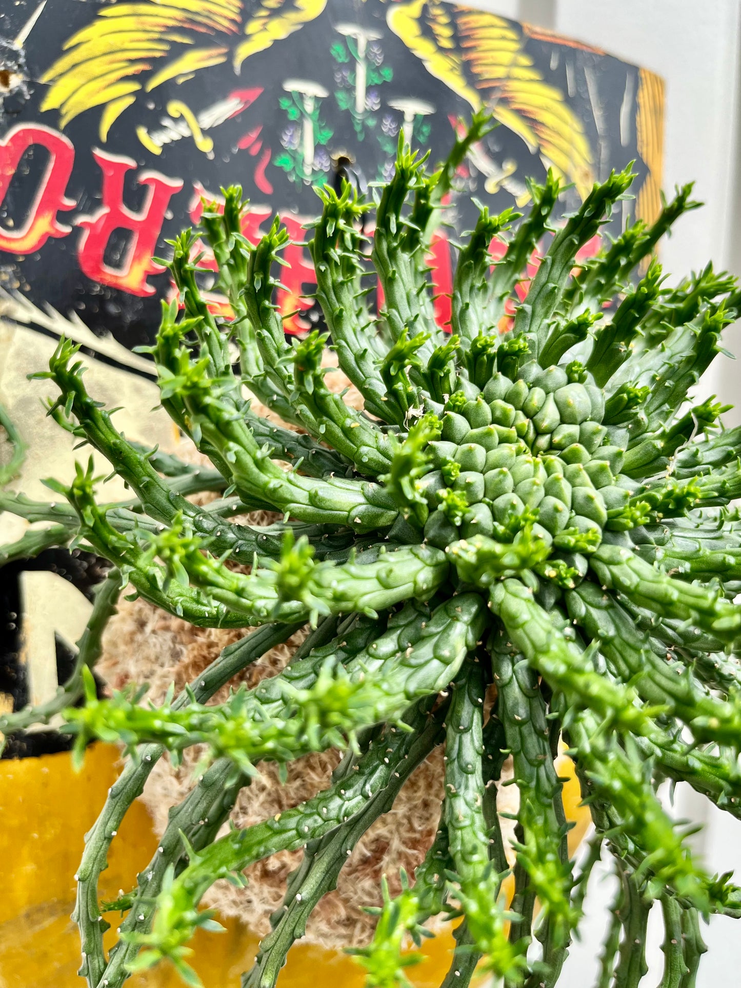 Euphorbia flanaganii