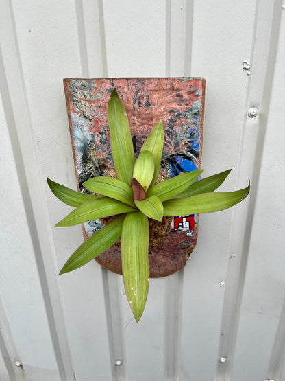 Tradescantia spathacea