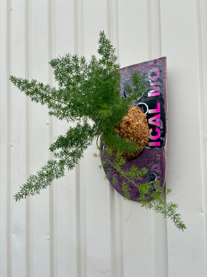 Asparagus setaceus Nanus