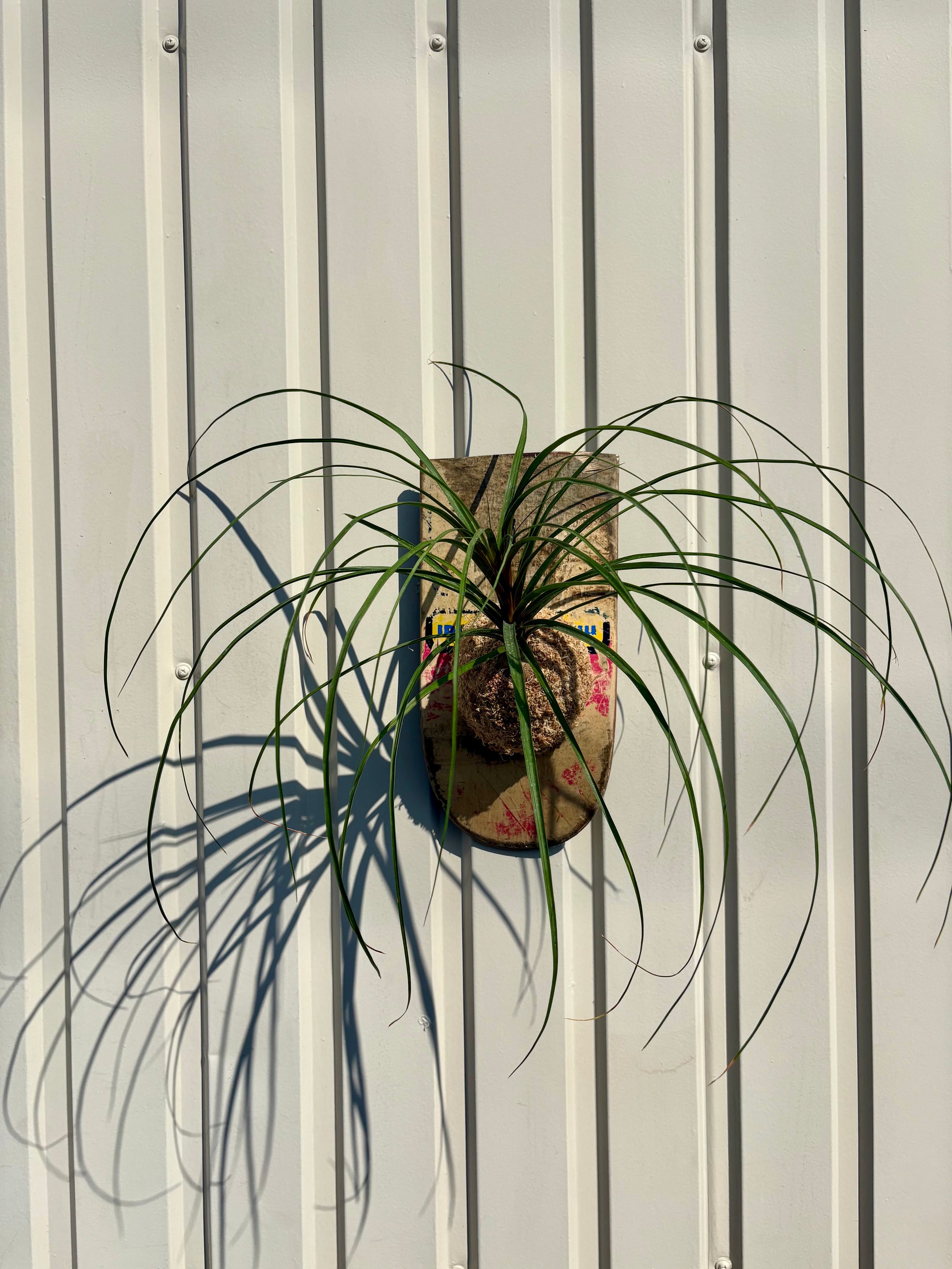 壁に飾れるITAZUKE Ponytail palmの植物装飾