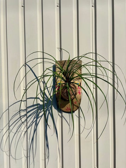 壁に飾れるITAZUKE Ponytail palmの植物装飾